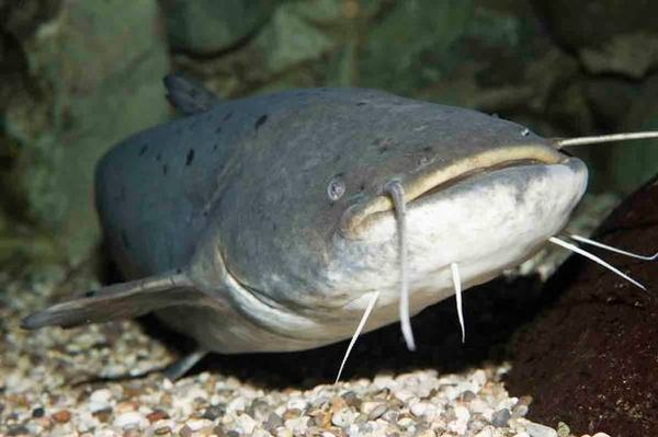 Nằm Mơ Thấy Cá Trê Đánh Con Gì & 19 Điềm Báo Tốt Xấu