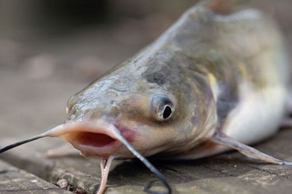 Giải mã giấc mơ thấy cá trê mới nhất 2022 - Blog Tử Vi