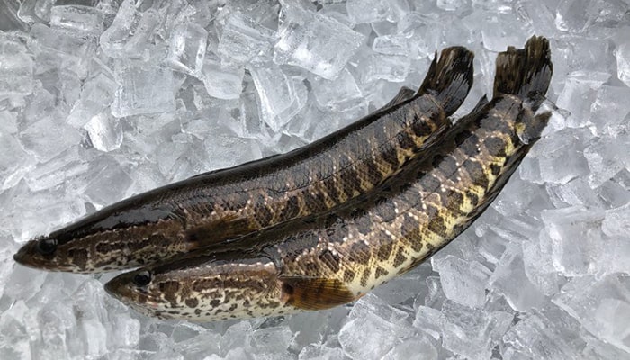 Cá lóc số mấy? Mơ thấy cá lóc đánh con gì? Là điềm gì?