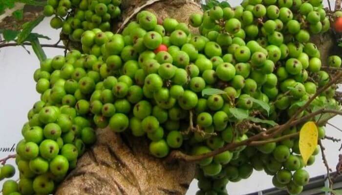 Nếu mơ thấy trái cây thì nên đặt cược vào con số nào để thắng lớn?