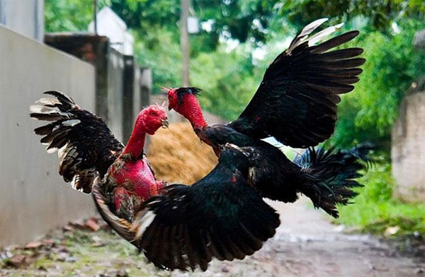 Thú chơi chọi gà ngày Xuân