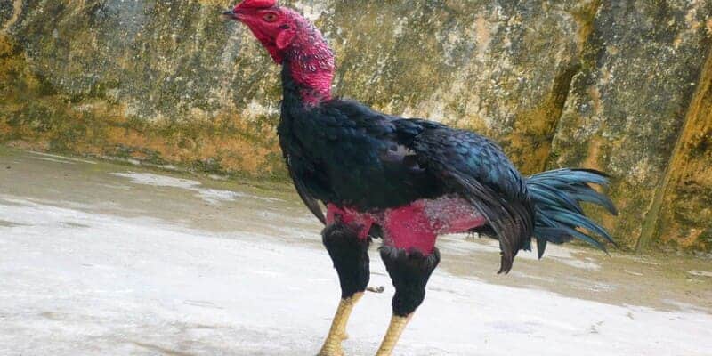 Thần Kê Là Gì? Những Loại Gà Thần Kê Đá Hay Ai Cũng Muốn Sở Hữu