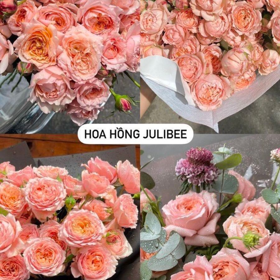 Hoa Hồng Julibee Đà Lạt